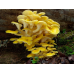 Мицелий Вешенки лимонно-желтой / золотой (Pleurotus citrinopileatus)